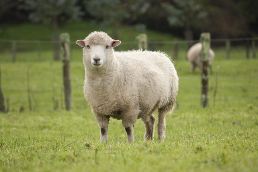 Sheep+Report